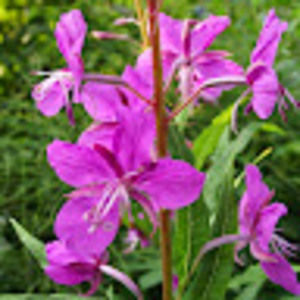 Meet your Posher, Jeannette